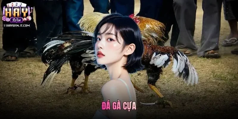 Đá Gà Cựa Và Những Thông Tin Liên Quan Đến Hình Thức