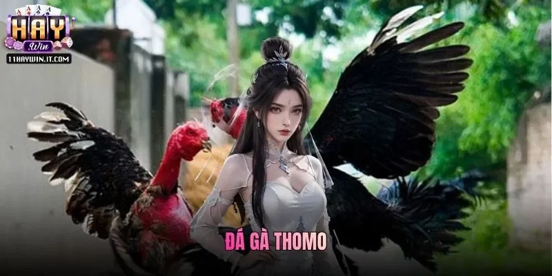Tìm Hiểu Thông Tin Về Trường Đá Gà Thomo Cùng Haywin
