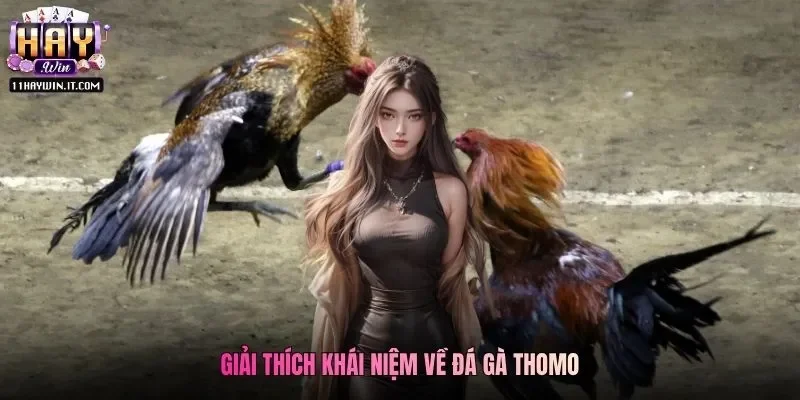 Giải thích khái niệm về đá gà Thomo