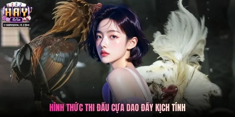 Hình thức thi đấu cựa dao đầy kịch tính