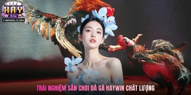 Trải nghiệm sân chơi đá gà Haywin chất lượng